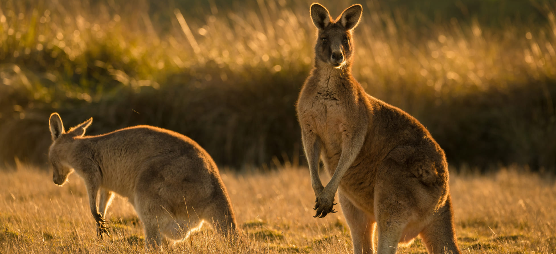 How much does it cost to move to Australia?