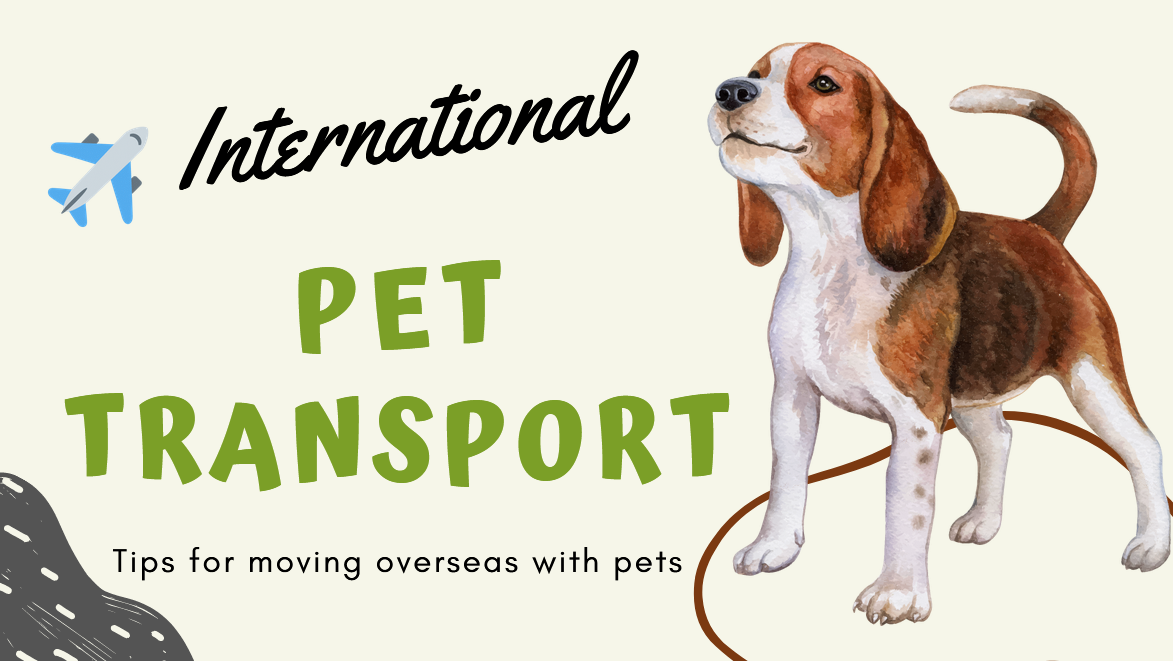 International Pet Transport – How to Transport my pet internationally