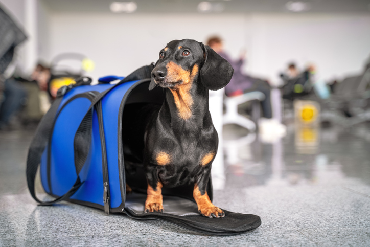 Tips for moving overseas with pets. These tips will help you navigate through the process of an international move