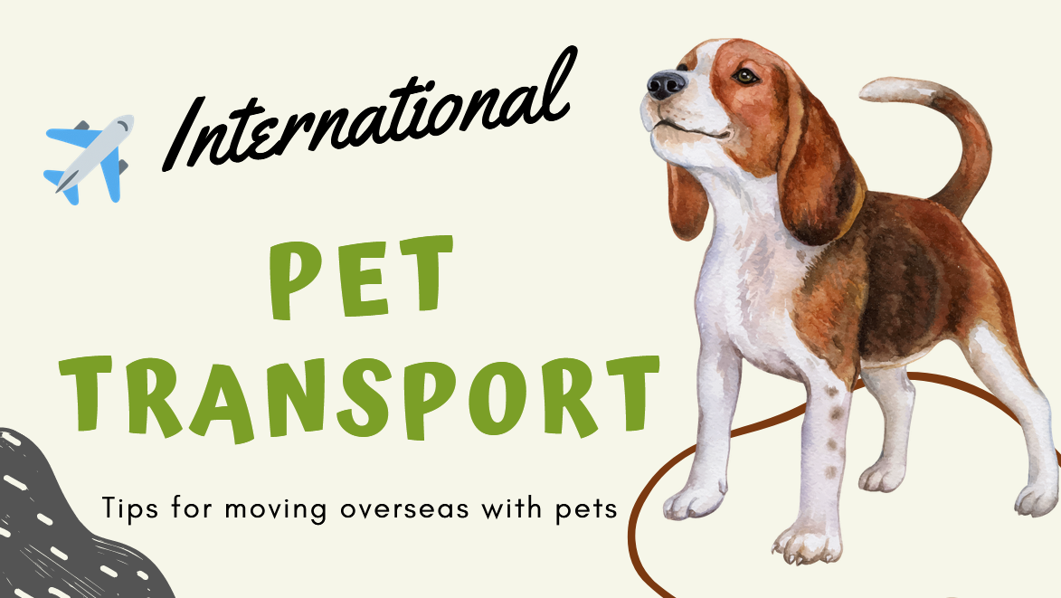 International Pet Transport