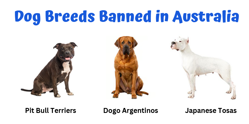 Dog Breeds Banned in Australia