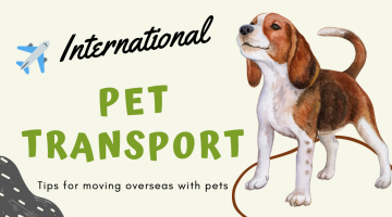 International Pet Transport